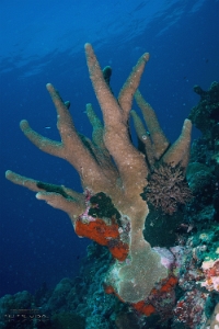 Philippines 2023 - Tubbataha - DSC07387 Ambiance Coral